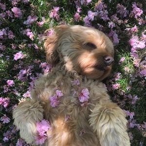 Meet your Posher, Hannah